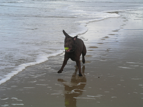 Max op het strand van Texel
