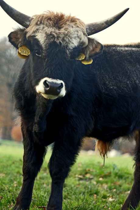 Nieuwsgierige koe