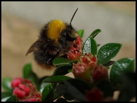 hommel ...