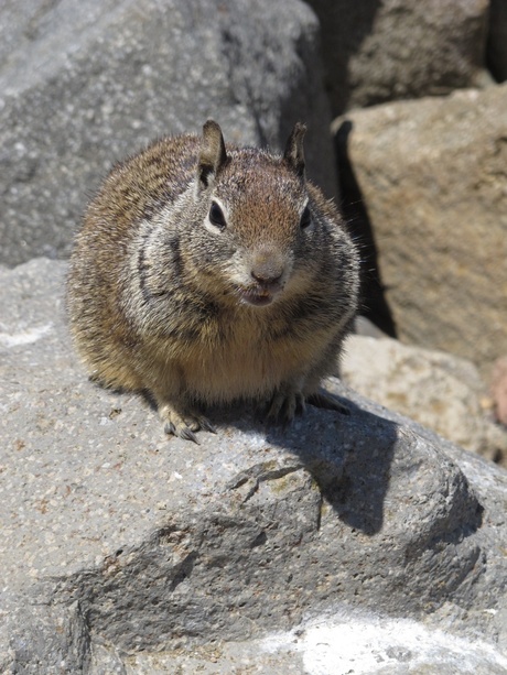 Squirrel at Morro Rock, Calornia