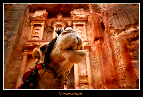 A Camel called Petra...