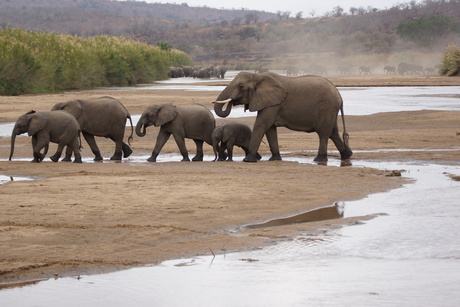 Zuid-Afrika, Umfolozi national park, olifanten steken de rivier over