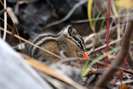 Knabbelende Chipmunk