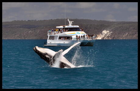 Humpback Whale Australie