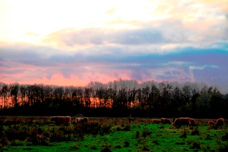 Hooglanders in de Tjamme