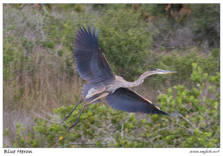 Blue Heron