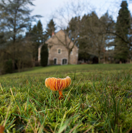 Paddenstoel in de Ardennen