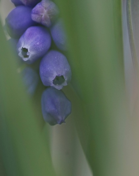 bluebells