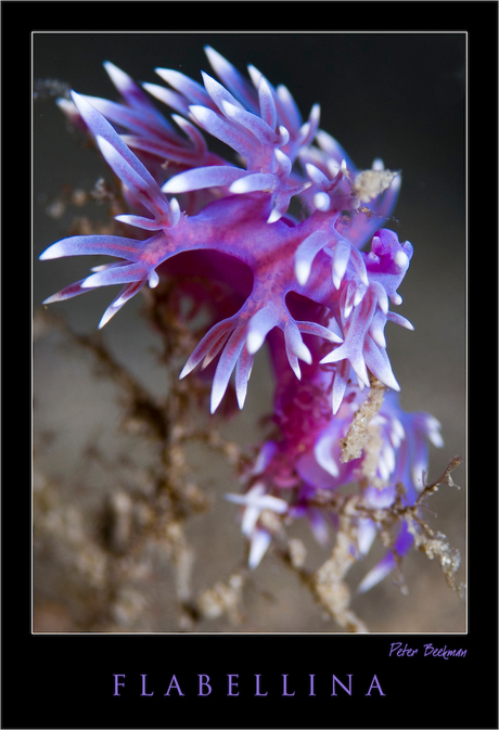 Flabellina Pedata