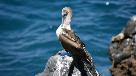 Blue-footed booby