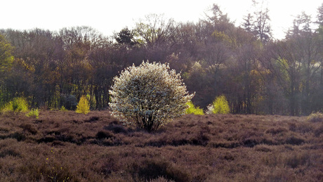 Lente Groevenbeekse hei 00035 copy