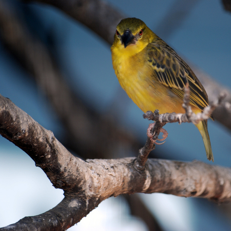 gele vogel