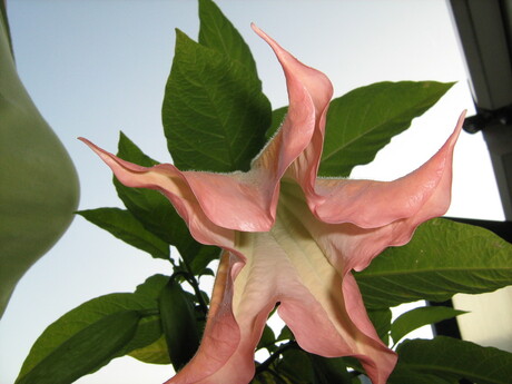 Datura