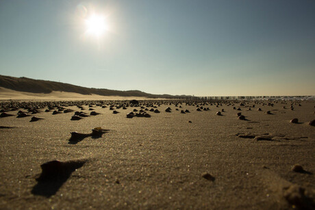 Als schelpen onder de zon...