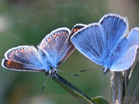 twee vlinders