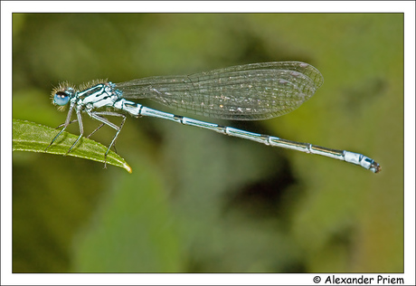 Blauwe libelle