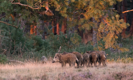 Hoge Veluwe everzwijnen