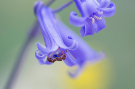 Ondersteboven van de lente