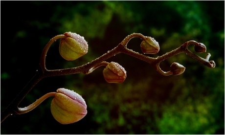 Orchidee 4.jpg