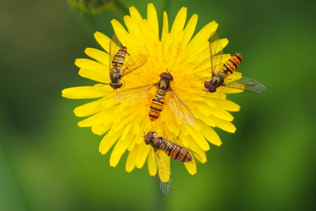 vier op een bloem