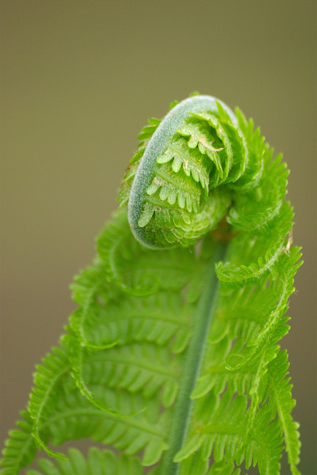 groene ballerina