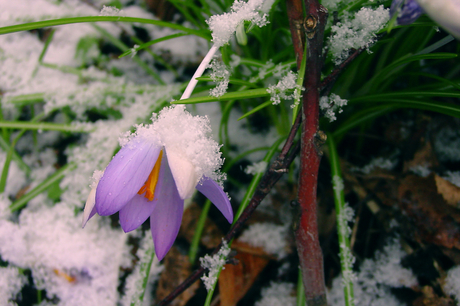 Krokus in de sneeuw