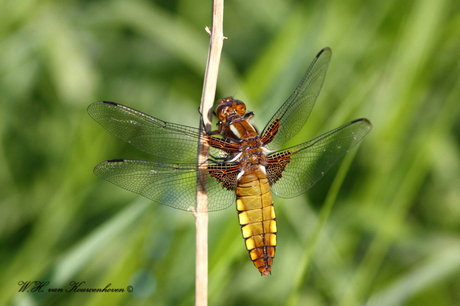 Libelle