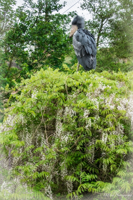 hoog en droog