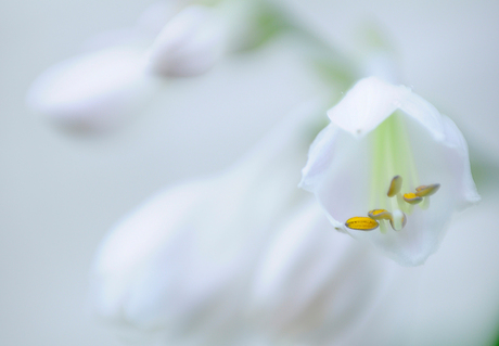 bloem van een hosta