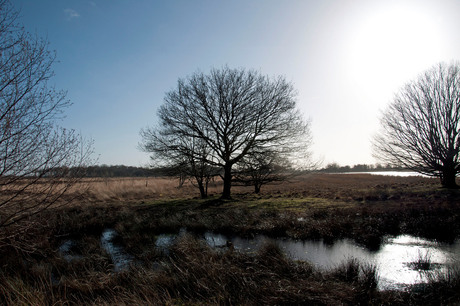 Bargerveen (Drenthe bij Weiteveen)