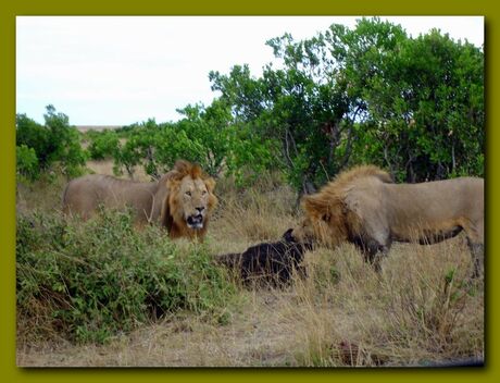 Masia Mara