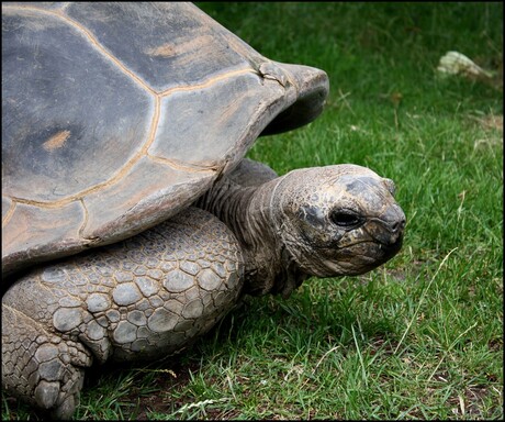 reuzeschildpad @ artis