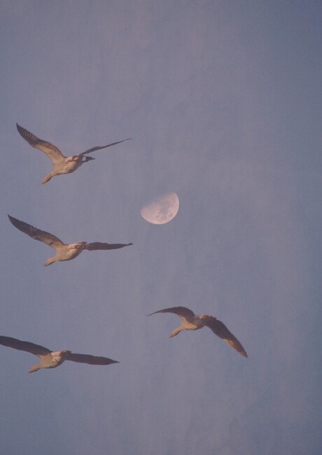 ganzen voor de maan