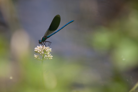 Weidebeekjuffer op bloem