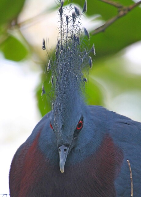 vreemde vogel