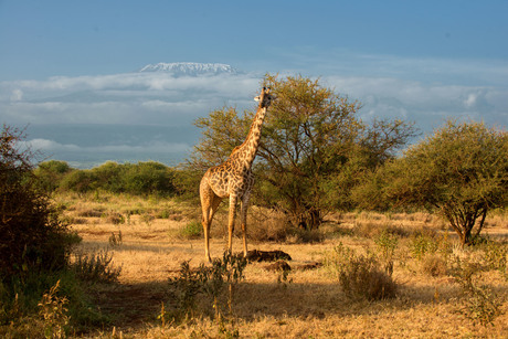 Masai Giraffe at Mount Kilimanjaro Amboselie - Kenya