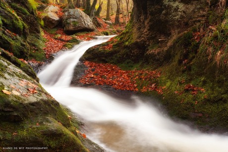 Autumn Forrest and Stream