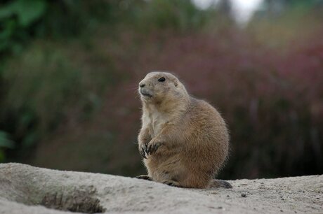 Bergmarmot of stokstaartje