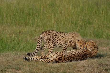 Jachtluipaarden - Kenia 2014