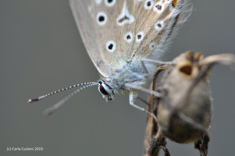 icarusblauwtje hortus