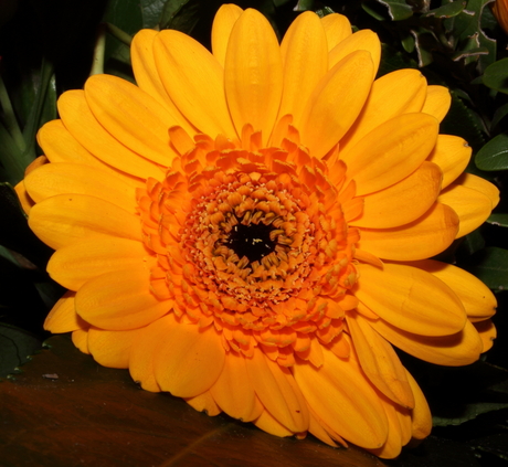 Gele Gerbera