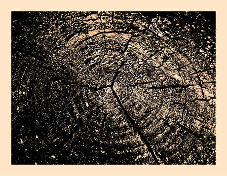 Structuur jaarringen van een boom