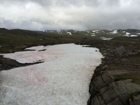 Roze sneeuw in Bøverdalen, Oppland