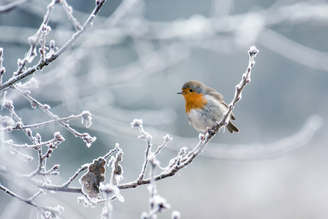 Roodborstje op een winterstakje