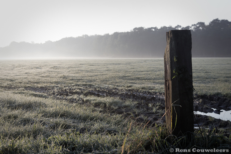 Grassland