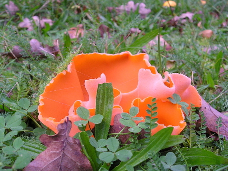 Oranje bekerzwam