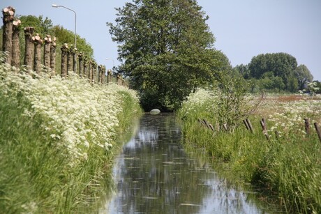 Lekker Hollands