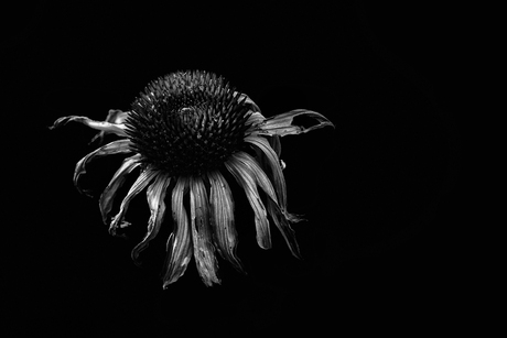 Echinacea purpurea