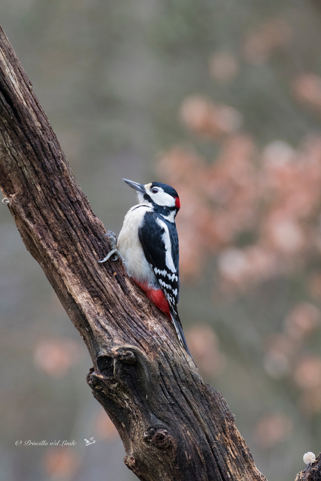 grote bonte sppecht