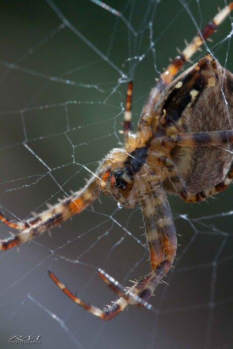 De kruisspin (Araneus diadematus)